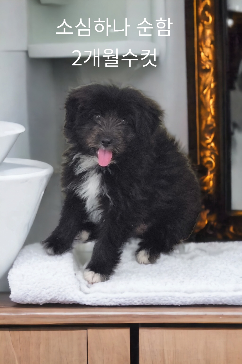노퍽 테리어 이미지 파일 입니다.